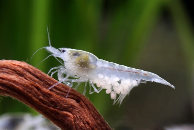 Neocaridina palmata ”White Pearl” Atyidae