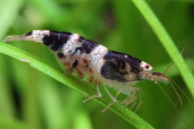 Paracaridina haivanensis ”princess bee” Atyidae