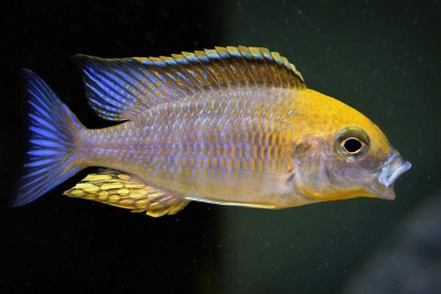 Lethrinops sp. "Yellow collar" harbour bay Cichlidae