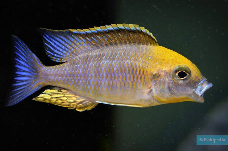 Lethrinops sp. "Yellow collar" harbour bay