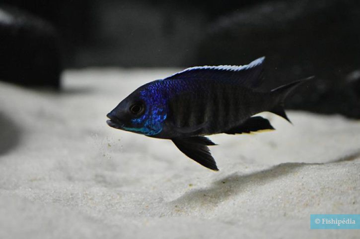 Copadichromis sp. kawanga