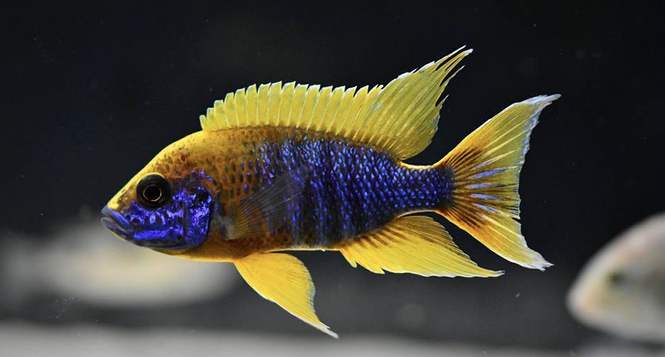 Aulonocara jacobfreibergi "mamelela"