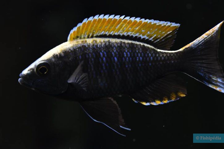 Copadichromis sp. "firecrest mloto" gome