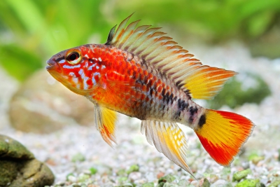 Apistogramma macmasteri Cichlidae
