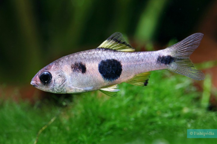 Enteromius candens