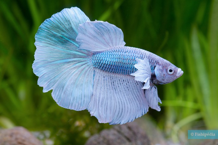 Betta splendens - pesce combattente