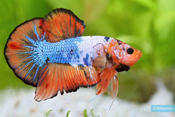 Betta splendens - pesce combattente