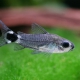 picture of Corydoras hastatus