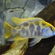 picture of Nimbochromis venustus