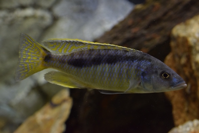 Mylochromis gracilis Cichlidae
