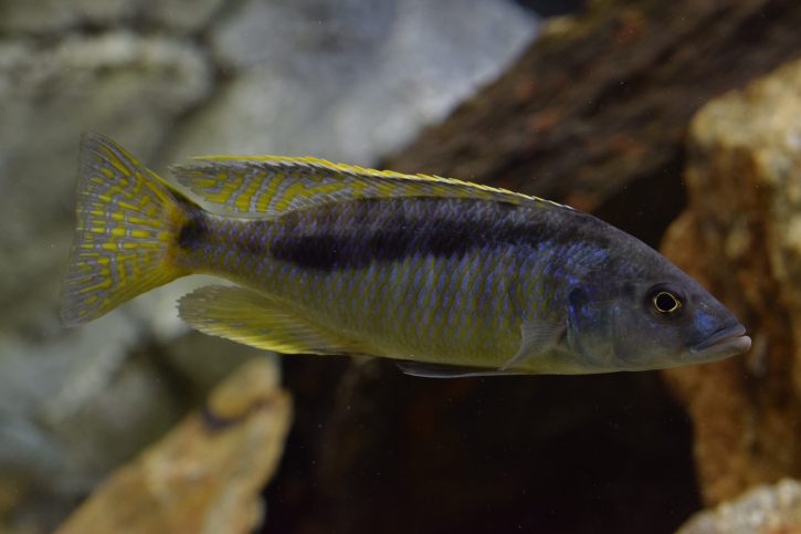 Mylochromis gracilis