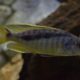 picture of Mylochromis gracilis