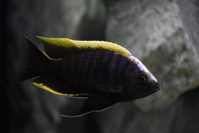 Copadichromis virginalis Cichlidae