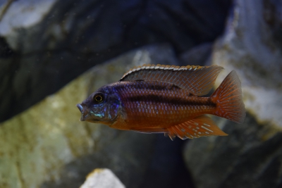 Protomelas taeniolatus Cichlidae