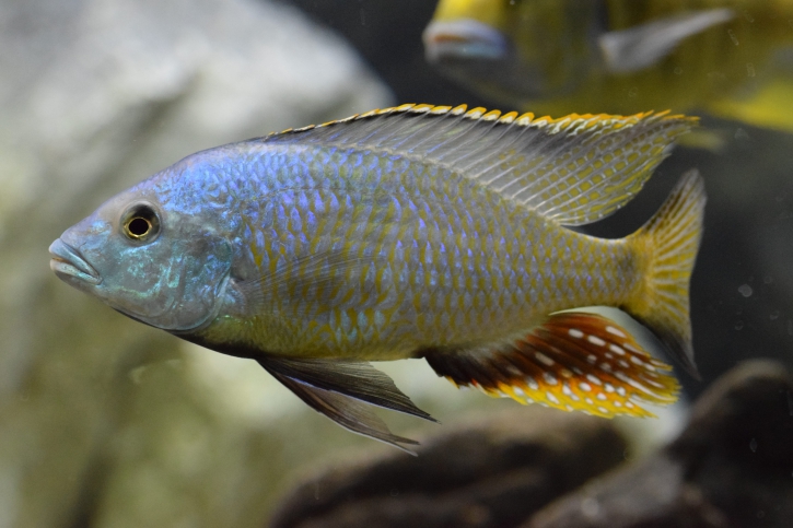 Hemitilapia oxyrhyncha