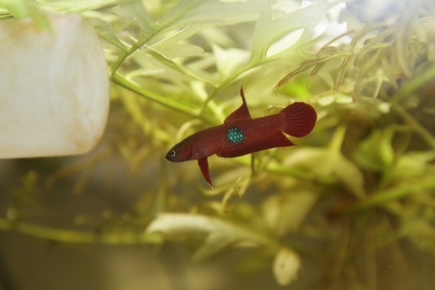 Betta brownorum Osphronemidae