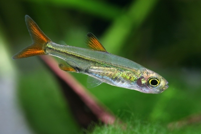Ladigesia roloffi Alestidae