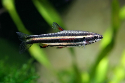 Nannostomus marginatus Lebiasinidae