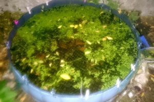 DogPool WheelingSauvages