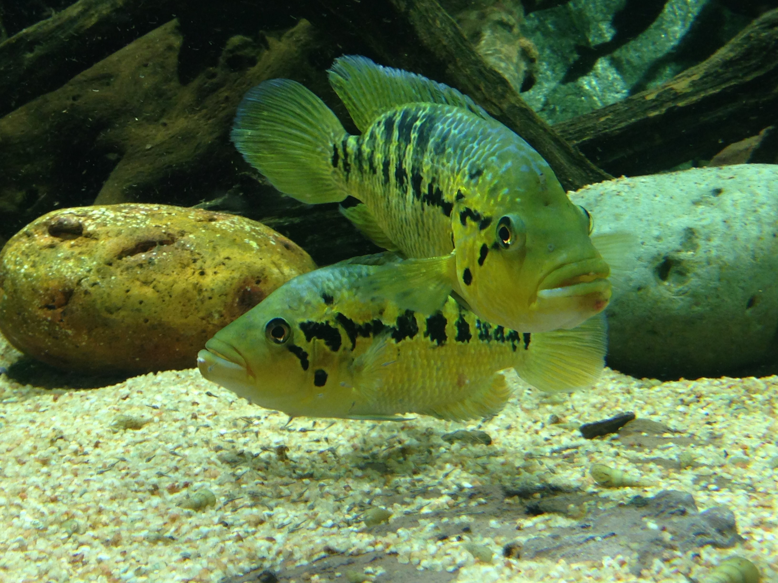 Parachromis Sp. Boca del Toro