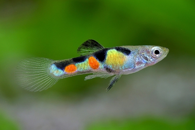 Poecilia wingei Poeciliidae
