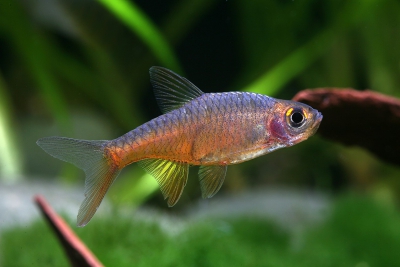 Rasboroides vaterifloris Cyprinidae