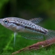 picture of Trichopsis pumila