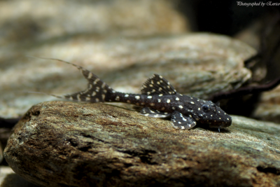Acanthicus adonis Loricariidae