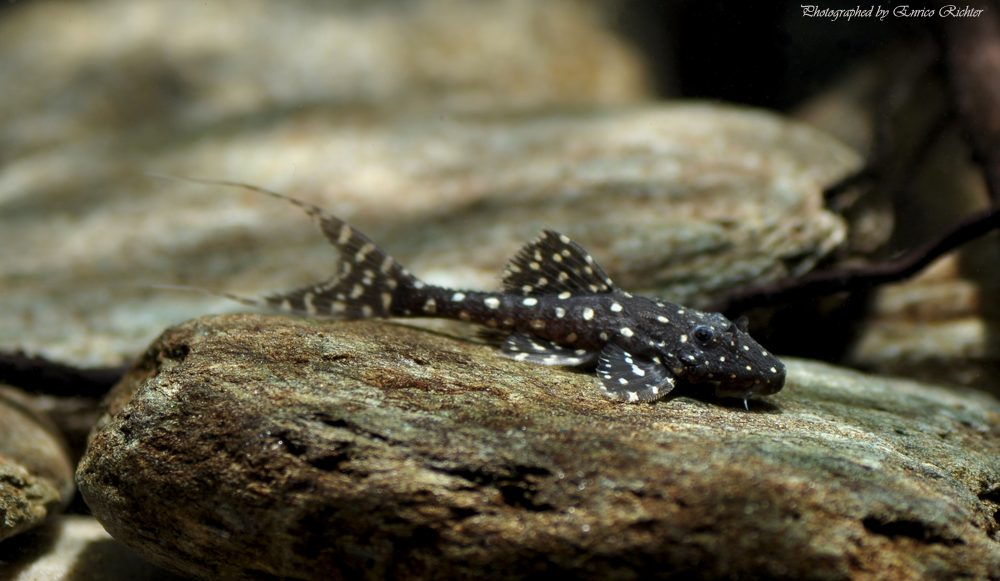 Acanthicus adonis
