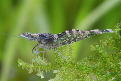 Atyaephyra desmarestii Atyidae