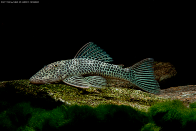 Chaetostoma joropo Loricariidae
