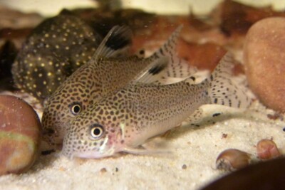 Corydoras punctatus Callichthyidae