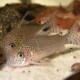 picture of Corydoras punctatus