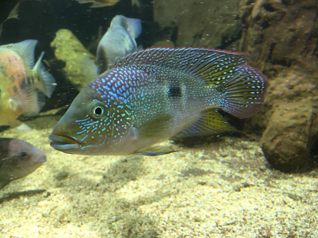 Cribroheros rhytisma