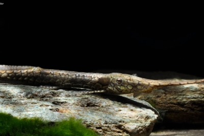 Farlowella platorynchus Loricariidae