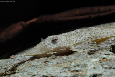 Hemiodontichthys acipenserinus Loricariidae