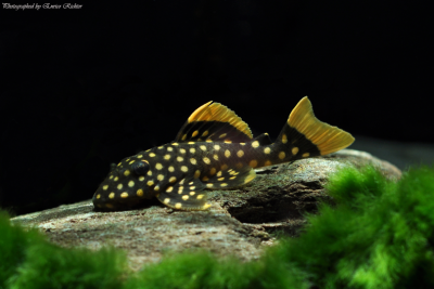 Baryancistrus xanthellus Loricariidae