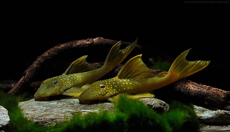 Baryancistrus demantoides