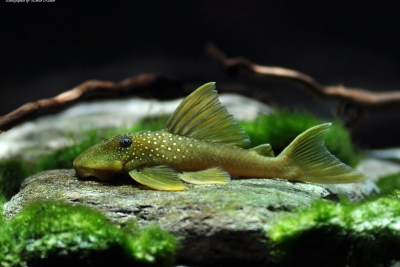 Hemiancistrus subviridis Loricariidae