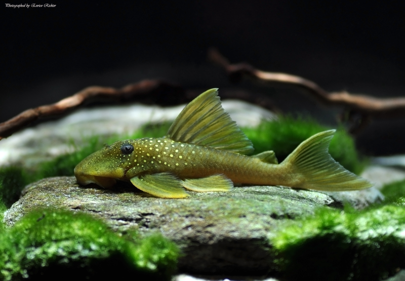 Hemiancistrus subviridis