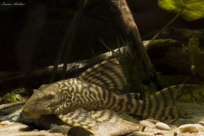 Panaqolus changae Loricariidae