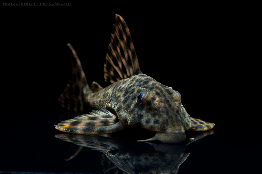 Peckoltia oligospila