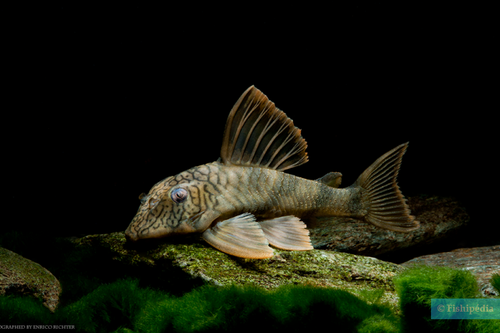 Peckoltia braueri