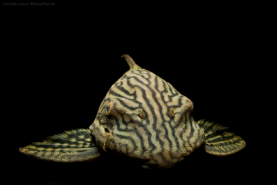 Panaque nigrolineatus Loricariidae