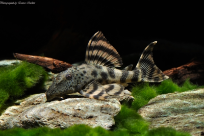 Peckoltia brevis Loricariidae