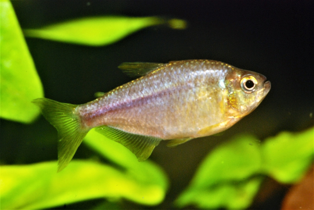 Hyphessobrycon itaparicensis