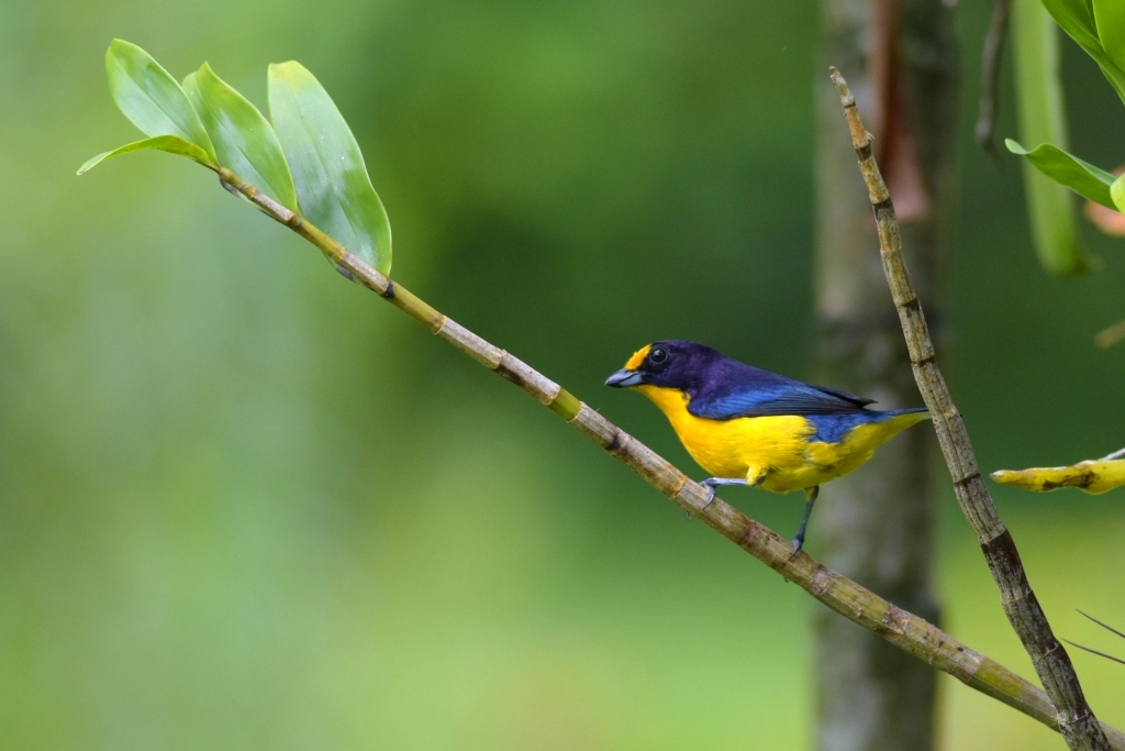 Euphonia sp, Ubatuba, Br