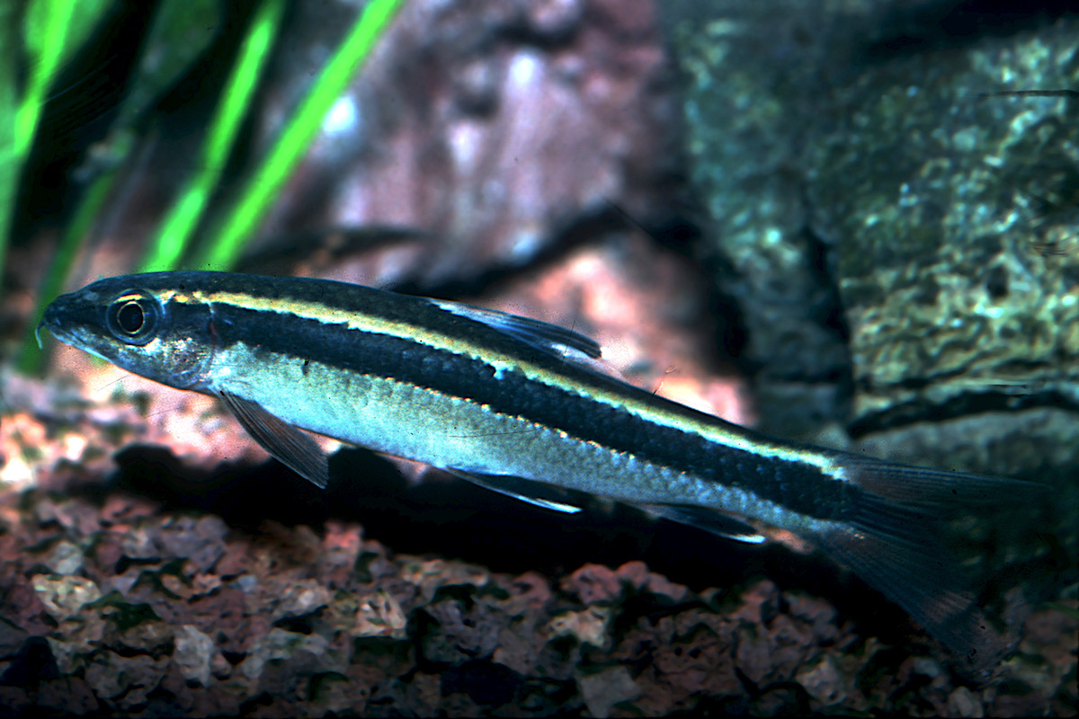 Epalzeorhynchos kalopterus