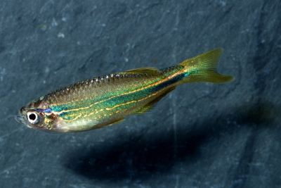 Danio sp. 'hikari' Danionidae