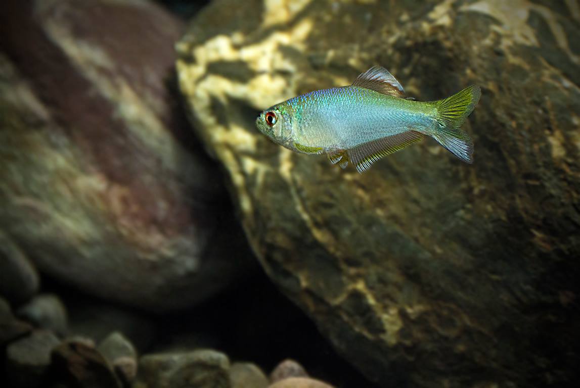Mimagoniates rheocharis